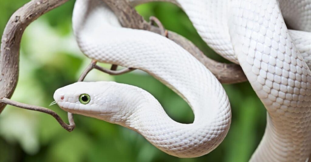 The head and part of the body of an albino snake coiled in a tree.