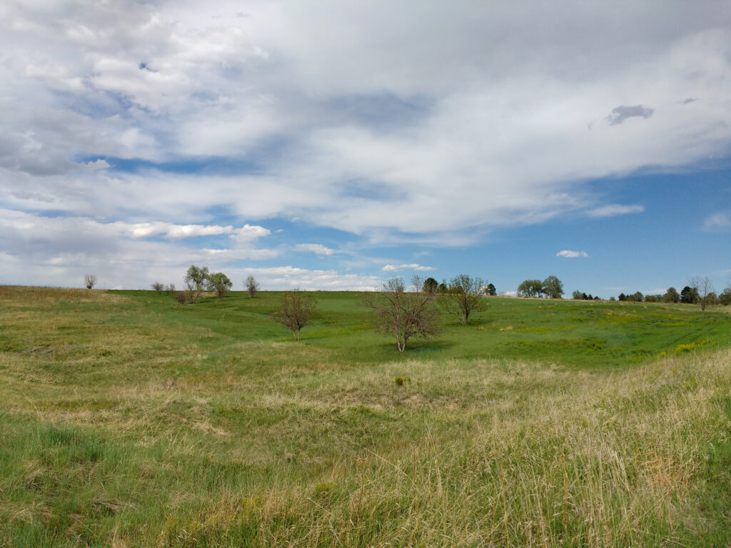 A cloud-filled blue sky over a field with trees and green & yellow grass.